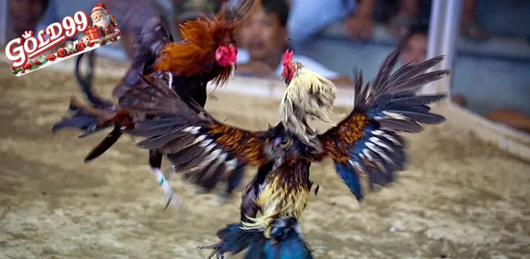 Live Cockfighting C1