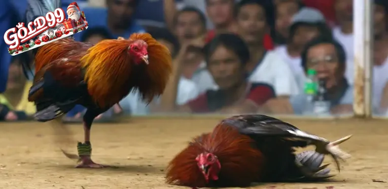 Live Cockfighting C1