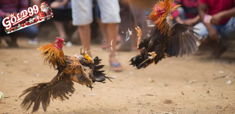 Live Cockfighting C1