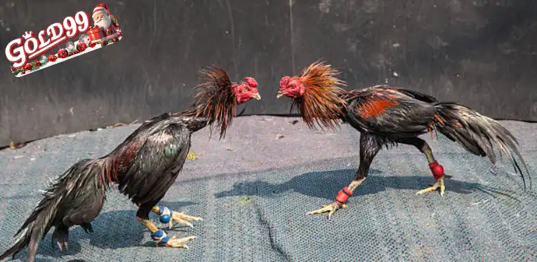 Live Cockfighting C1