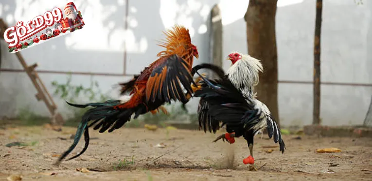 Live Cockfighting C1