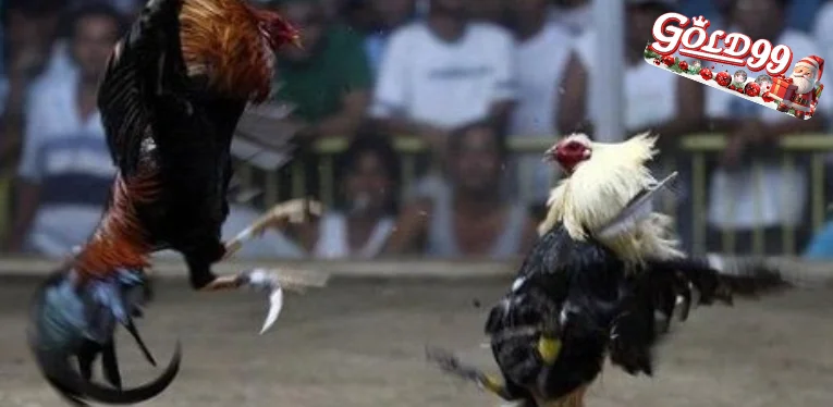 Knife Cockfighting