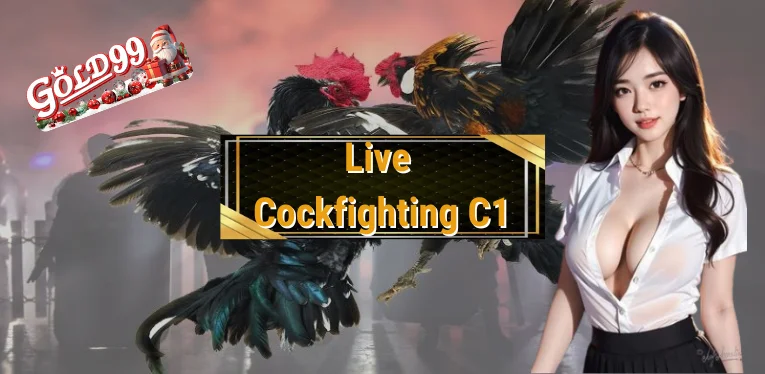 Live Cockfighting C1