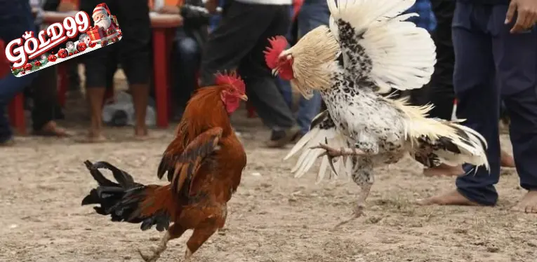 Knife Cockfighting